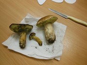 Sbíráme a sušíme houby